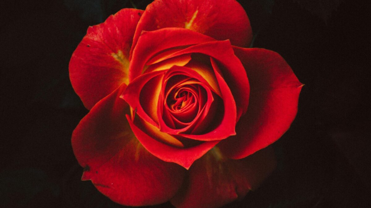 Dark Romance Bücher Warum das kontroverse Genre die Bestsellerlisten dominiert