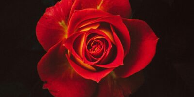 Dark Romance Bücher Warum das kontroverse Genre die Bestsellerlisten dominiert