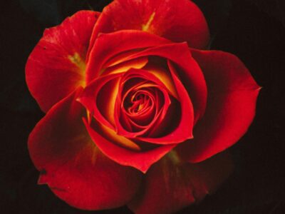 Dark Romance Bücher Warum das kontroverse Genre die Bestsellerlisten dominiert