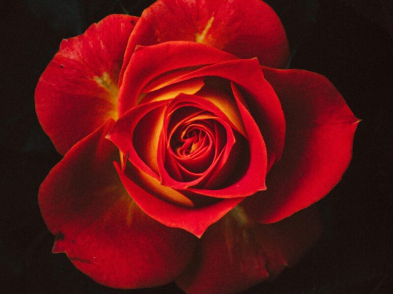 Dark Romance Bücher Warum das kontroverse Genre die Bestsellerlisten dominiert