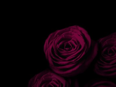 Was sind Dark Romance Bücher Toxischer Genre als kontroverse Trend