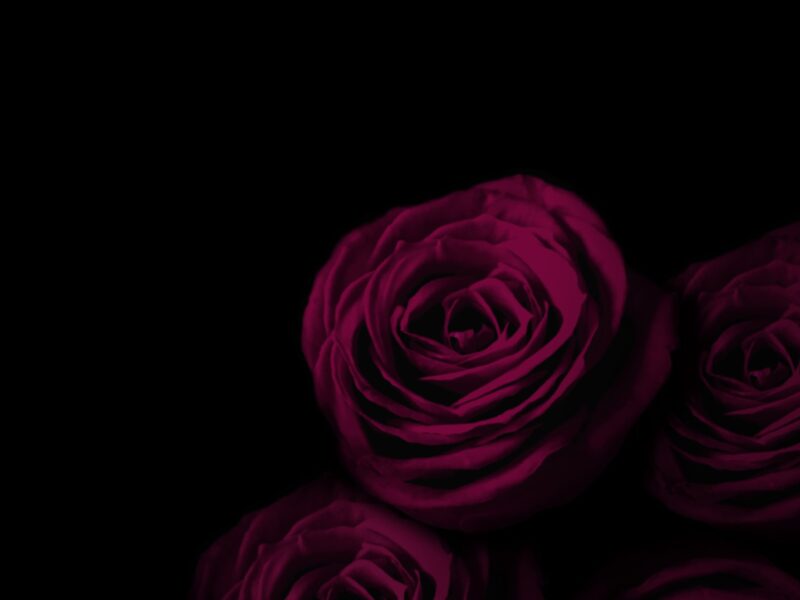 Was sind Dark Romance Bücher Toxischer Genre als kontroverse Trend